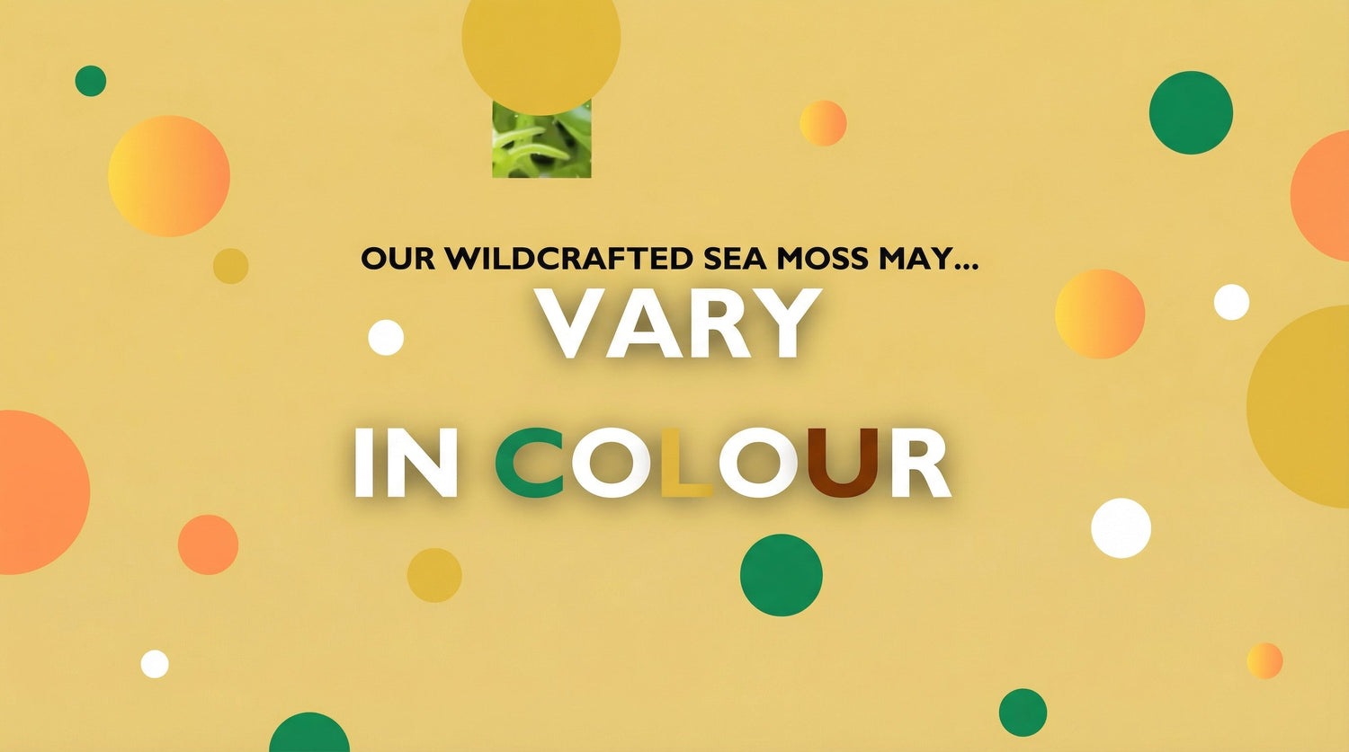 Our Sea Moss May Vary in Colours